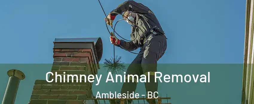 Chimney Animal Removal Ambleside - BC