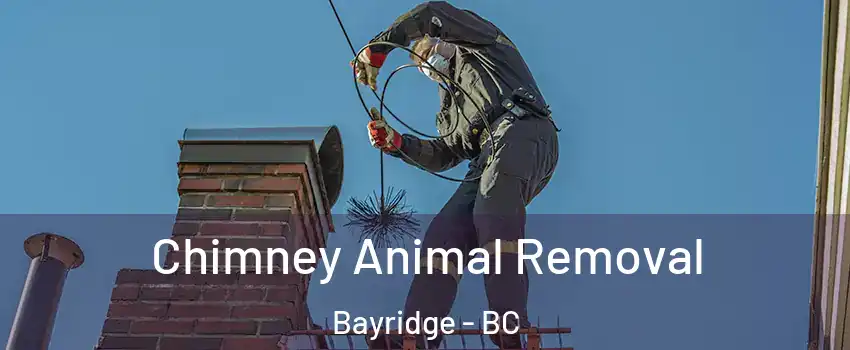 Chimney Animal Removal Bayridge - BC