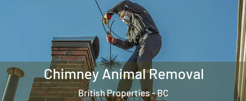 Chimney Animal Removal British Properties - BC