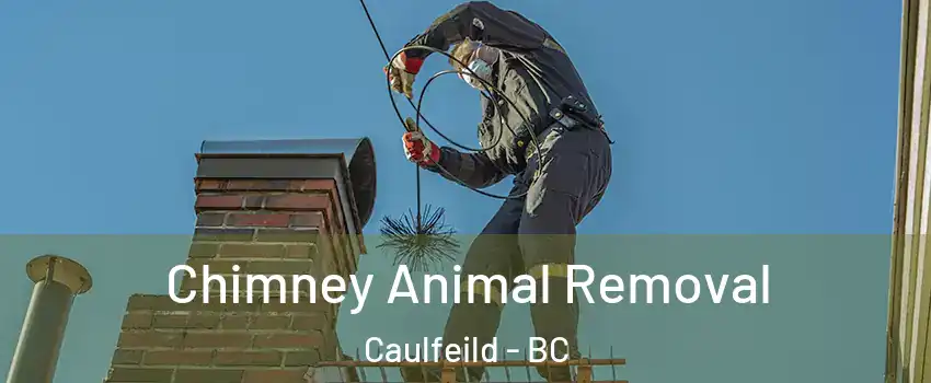 Chimney Animal Removal Caulfeild - BC