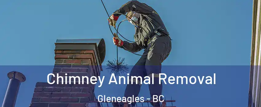 Chimney Animal Removal Gleneagles - BC