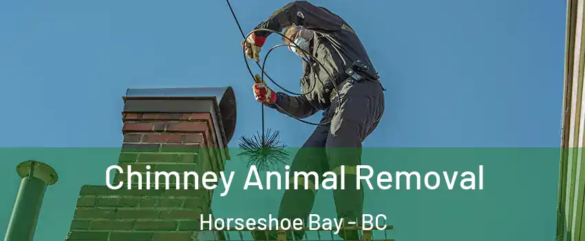 Chimney Animal Removal Horseshoe Bay - BC