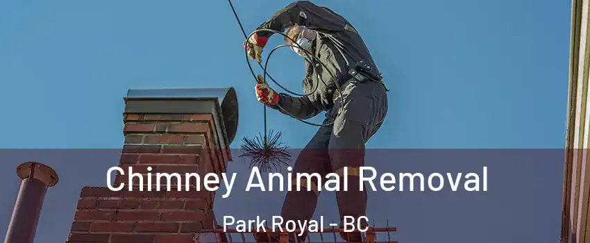 Chimney Animal Removal Park Royal - BC