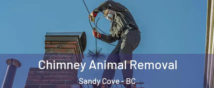 Chimney Animal Removal Sandy Cove - BC