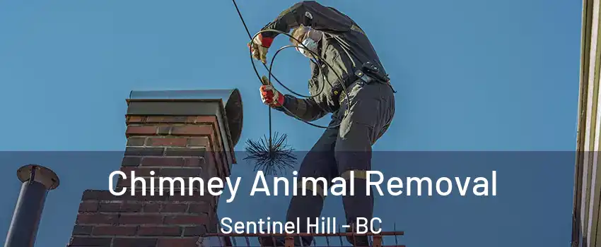 Chimney Animal Removal Sentinel Hill - BC