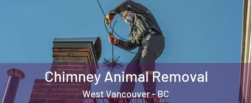Chimney Animal Removal West Vancouver - BC